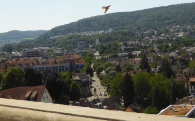 Turmfalken am Salvtorkirchturm