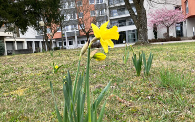 Bitte um Blumenzwiebelspenden