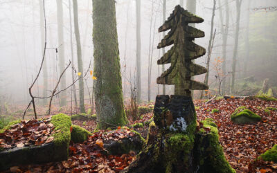 Ein Licht geht uns auf – Waldweihnacht 2025